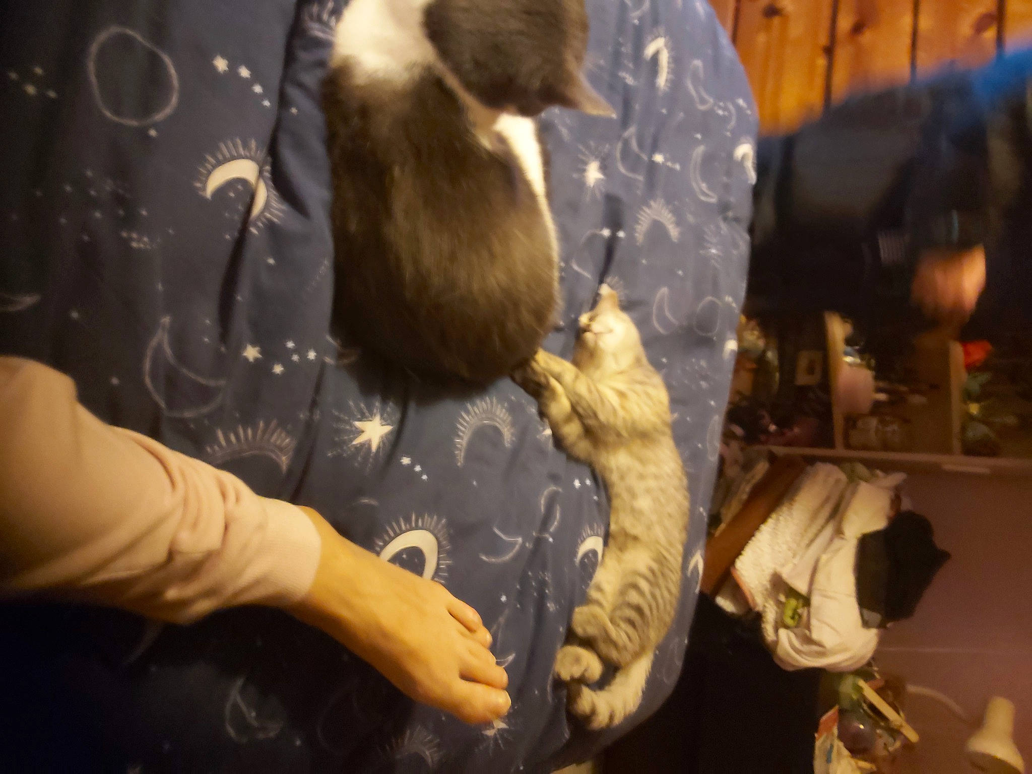 Caramel is registered to the contest to win money with this photo: companion_dog, darkness, flash_photography, flesh, fun, fur, gesture, night, pattern, reflection, tail, textile, toy, visual_arts