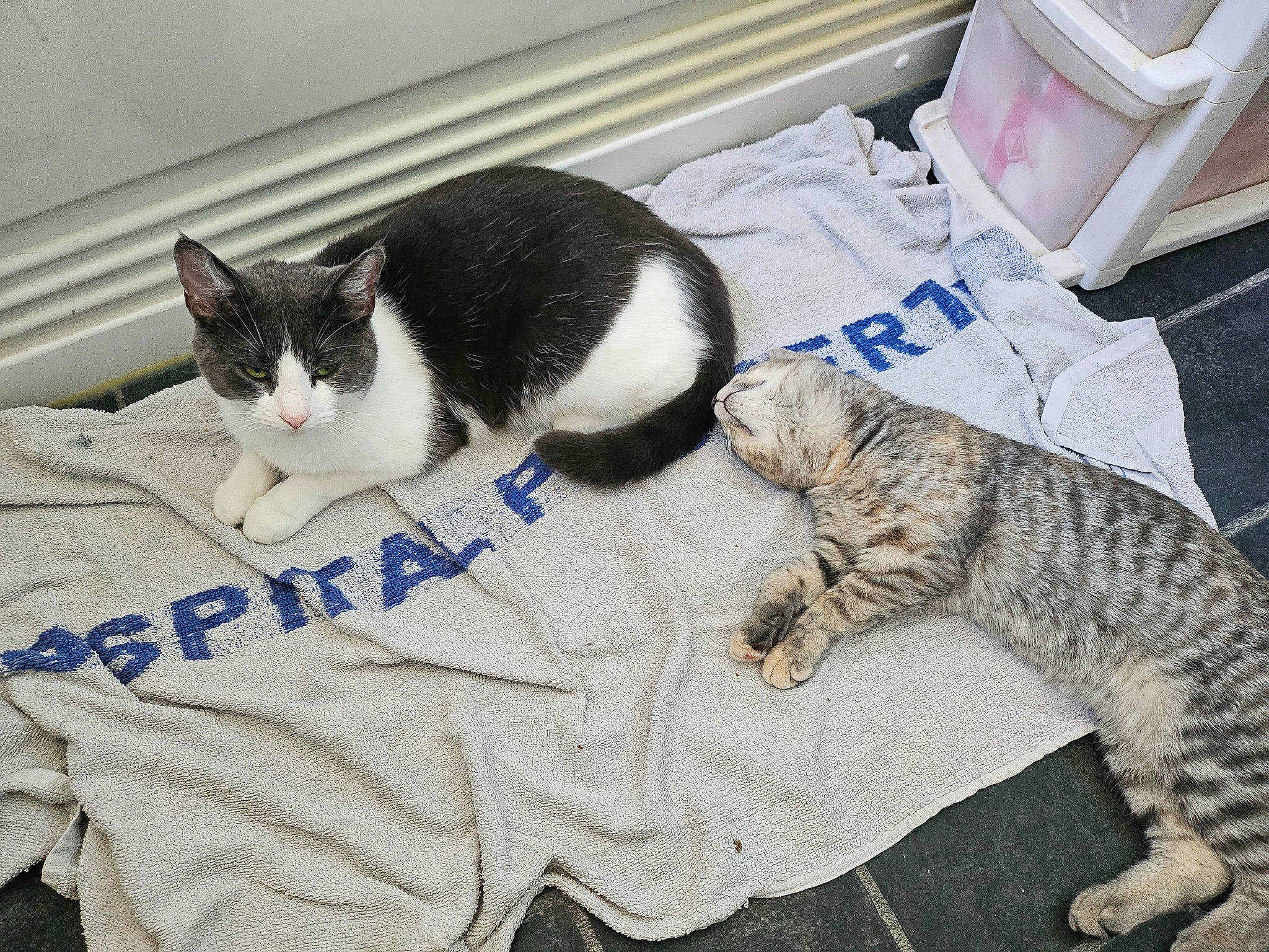 Caramel is registered to the contest to win money with this photo: carnivore, cat, cat_supply, claw, comfort, domestic_short_haired_cat, felidae, flooring, fur, linens, nap, paw, pet_supply, sleep, small_to_medium_sized_cats, snout, tail, terrestrial_animal, whiskers, white