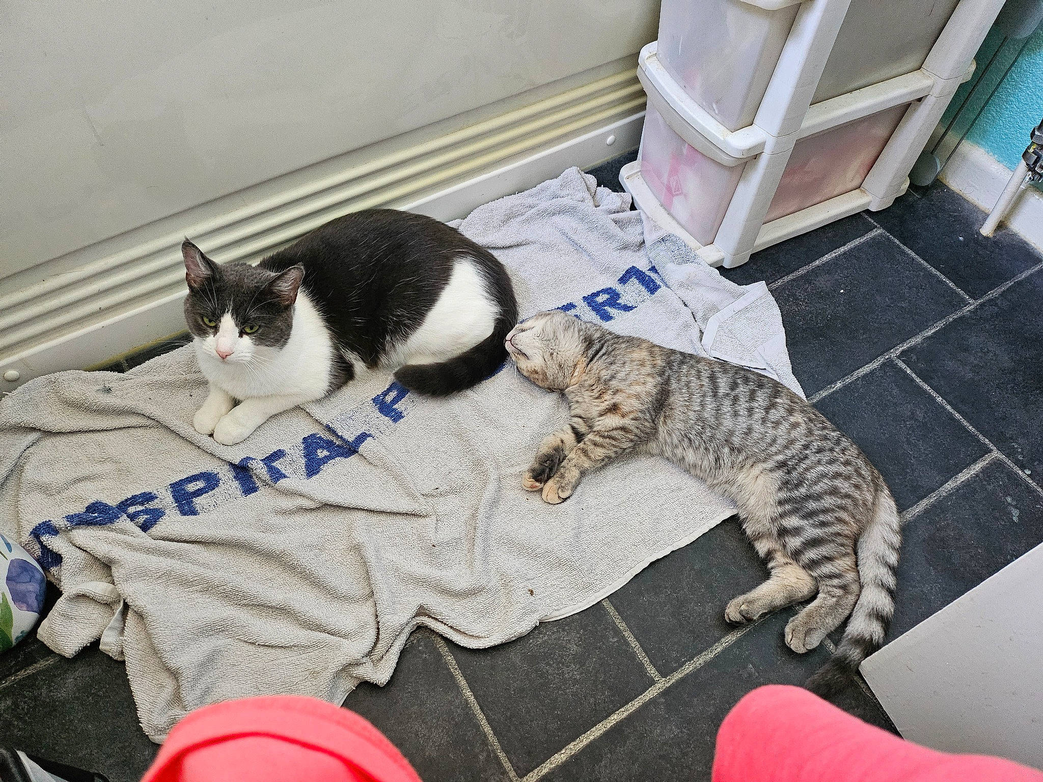 Caramel joined the competition — help win amazing prizes! carnivore, cat, cat_supply, claw, comfort, domestic_short_haired_cat, felidae, floor, flooring, fur, pattern, paw, pet_supply, room, small_to_medium_sized_cats, snout, tail, toy, vertebrate, whiskers