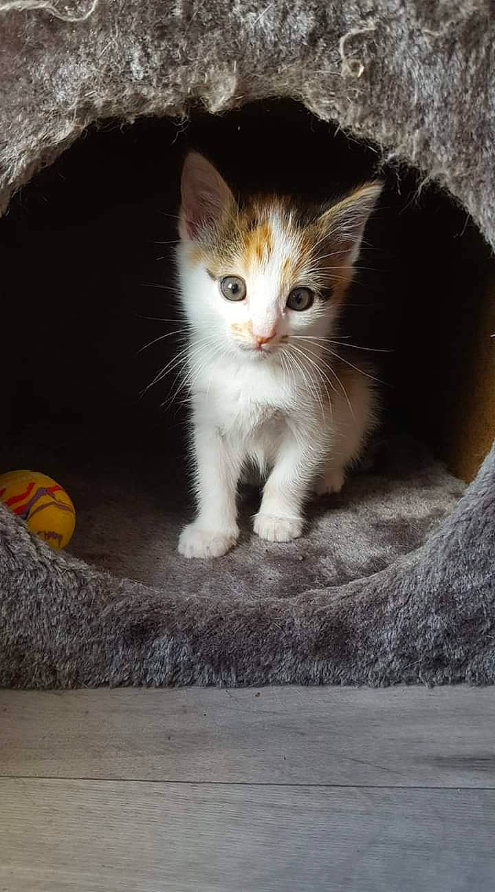 Kalysta participe au concours pour gagner de l'argent avec cette photo : aegean_cat, american_wirehair, carnivore, cat, domestic_short_haired_cat, european_shorthair, eye, fawn, felidae, kitten, mammal, polydactyl_cat, small_to_medium_sized_cats, snout, tabby_cat, whiskers