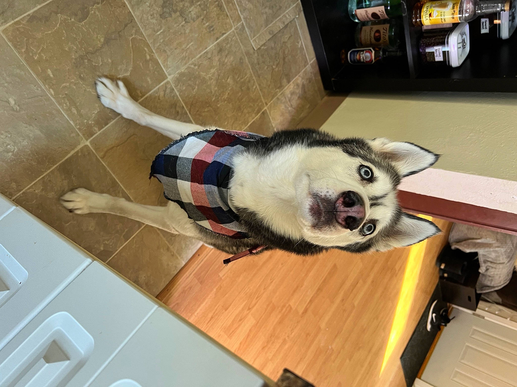 Bell is registered to the contest to win money with this photo: canidae, carnivore, collar, companion_dog, desk, dog_breed, floor, flooring, fur, hardwood, laptop, snout, sporting_group, table, tail, terrestrial_animal, tire, toy, wheel, wood