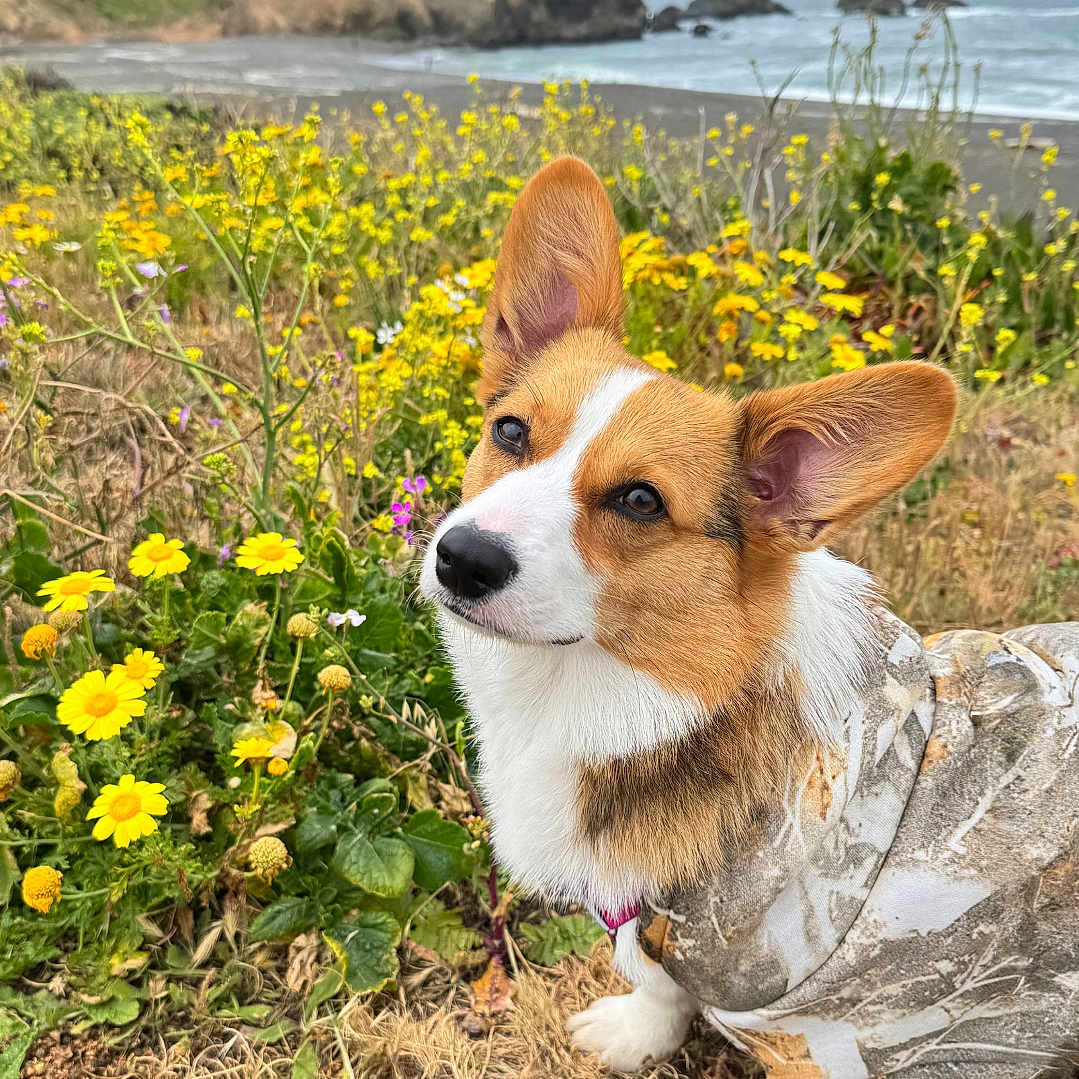 Tofu joined the competition — help win amazing prizes! dog, corgi, puppy, flower, yellow_flower, camouflage_hoodie, outdoor, coastline, cliff, sea, grass, nature, pet, canine, animal, cute, portrait, spring, landscape, fur