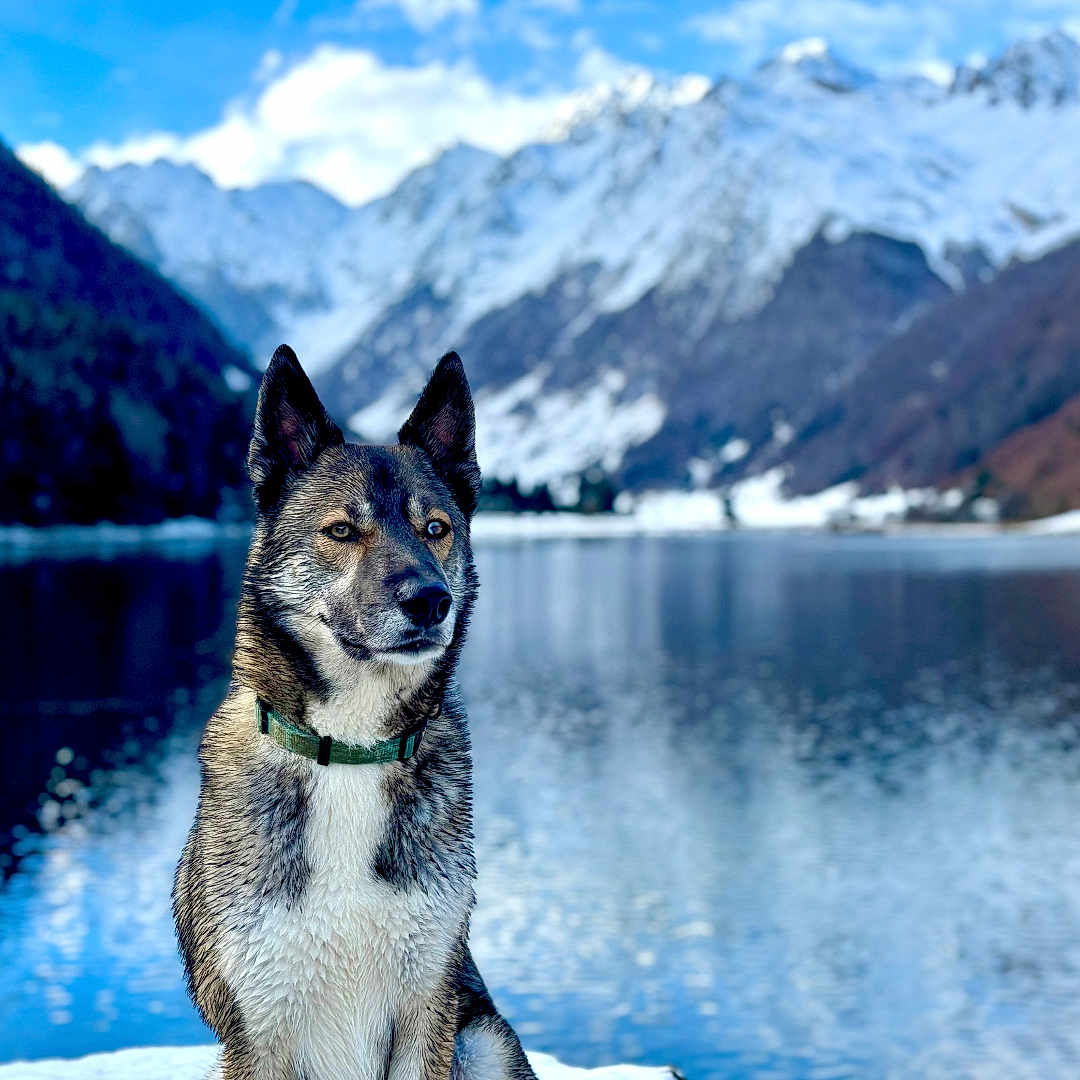 Usko a rejoint le concours — aidez-le/la à gagner de superbes lots ! animal, canine, clouds, cold, collar, dog, fur, lake, landscape, mountains, nature, outdoor, rock, scenery, serene, sky, snow, water, wildlife, winter