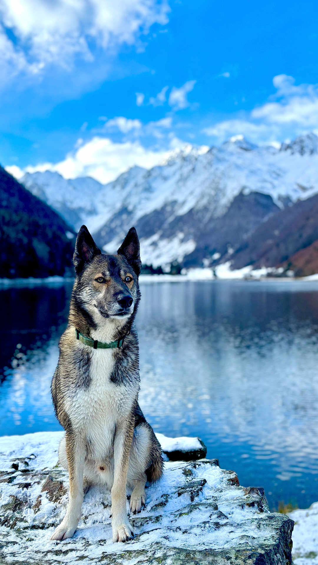 Usko a rejoint le concours — aidez-le/la à gagner de superbes lots ! dog, snow, rock, lake, mountains, nature, outdoor, animal, winter, water, sky, clouds, fur, collar, landscape, scenery, wildlife, canine, cold, serene