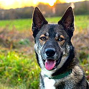 Usko participe au concours pour gagner de l'argent avec cette photo : dog, animal, pet, outdoor, grass, field, sunset, nature, canine, portrait, happy, tongue_out, ears_up, collar, muzzle, fur, brown, black, white, closeup