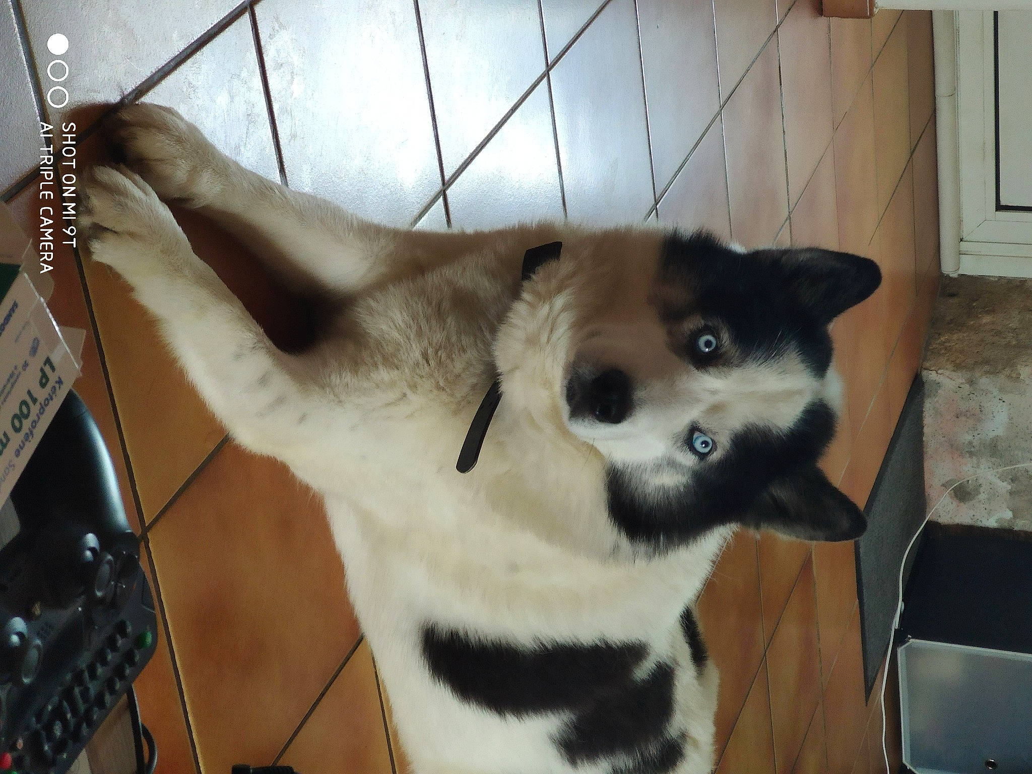 Aladdin a rejoint le concours — aidez-le/la à gagner de superbes lots ! akita, akita_inu, canidae, carnivore, dog, dog_breed, fawn, mammal, non_sporting_group, snout, vertebrate, whiskers