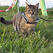 Dinah participe au concours pour gagner de l'argent avec cette photo : cat, tabby_cat, harness, grass, outdoor, field, playground, caution_tape, animal, pet, feline, nature, alert, greenery, daylight, ears, eyes, tail, whiskers, curious