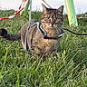 cat, tabby_cat, harness, grass, outdoor, field, playground, caution_tape, animal, pet, feline, nature, alert, greenery, daylight, ears, eyes, tail, whiskers, curious