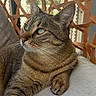 cat, tabby_cat, green_eyes, fur, paw, cushion, chair, wooden_lattice, window, natural_light, indoor, relaxed, pet, animal, feline, close_up, portrait, looking_away, home, cozy