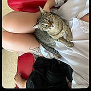 Dinah a rejoint le concours — aidez-le/la à gagner de superbes lots ! barefoot, casual, cat, comfort, cozy, cup, feline, floor, home, indoor, lap, legs, person, pet, red_chair, relaxed, sitting, tabby_cat, tattoo, white_shirt