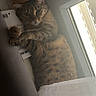 Dinah a rejoint le concours — aidez-le/la à gagner de superbes lots ! cat, tabby, window, curtain, cardboard_box, indoor, pet, feline, resting, cozy, relaxed, paw, fur, looking, household, window_frame, daylight, animal, domestic, cute