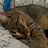 Dinah participe au concours pour gagner de l'argent avec cette photo : animal, blanket, cat, close_up, comfort, cozy, cute, eye, feline, fur, indoor, mammal, pet, relaxed, resting, sleeping, soft, tabby, texture, whiskers