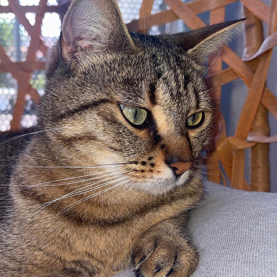 Dinah