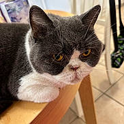 Biscuit is registered to the contest to win money with this photo: cat, gray_cat, white_fur, amber_eyes, indoor, table, wooden_table, feline, pet, animal, fur, whiskers, ears, face, close_up, resting, floor_tiles, furniture, domestic_cat, cute