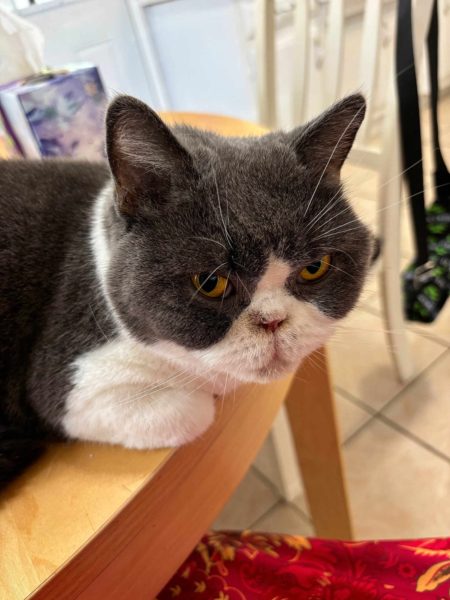 Biscuit is registered to the contest to win money with this photo: cat, gray_cat, white_fur, amber_eyes, indoor, table, wooden_table, feline, pet, animal, fur, whiskers, ears, face, close_up, resting, floor_tiles, furniture, domestic_cat, cute