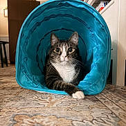 Delta is registered to the contest to win money with this photo: cat, tabby_cat, indoor, blue_tunnel, curious, wide_eyes, pet, animal, feline, whiskers, paw, floor, carpet, home, cozy, relaxed, cute, domestic_cat, resting, looking