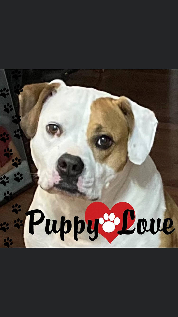 Kizzie joined the competition — help win amazing prizes! ancient_dog_breeds, canidae, carnivore, collar, companion_dog, dog, dog_breed, dog_collar, dog_supply, fawn, font, fur, mammal, pet_supply, photo_caption, puppy_love, snout, sporting_group, whiskers, working_animal