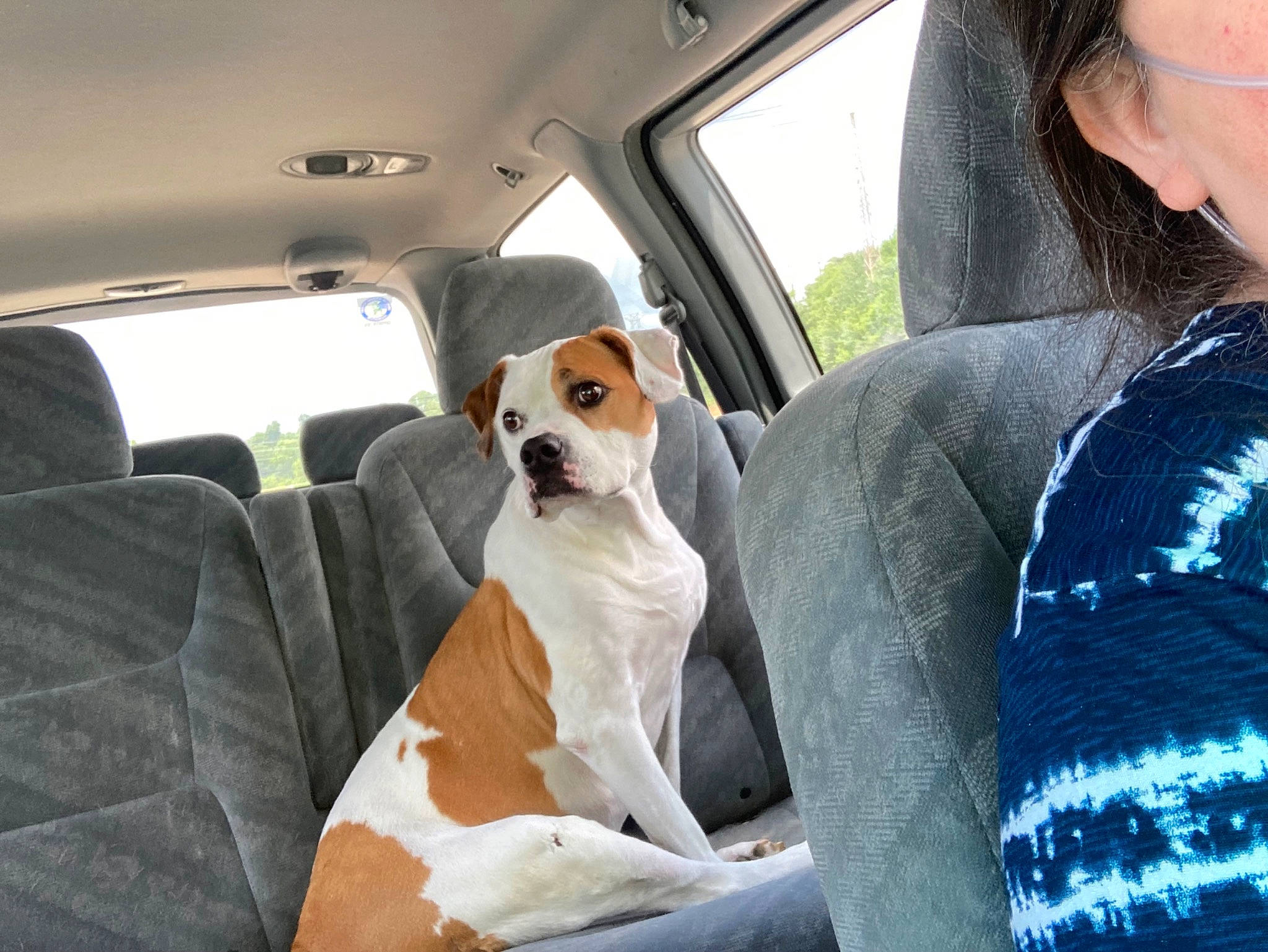 Kizzie joined the competition — help win amazing prizes! automotive_exterior, car, car_seat, car_seat_cover, carnivore, collar, comfort, companion_dog, dog, dog_breed, fawn, head_restraint, land_vehicle, motor_vehicle, plant, seat_belt, snout, vehicle, vehicle_door, window