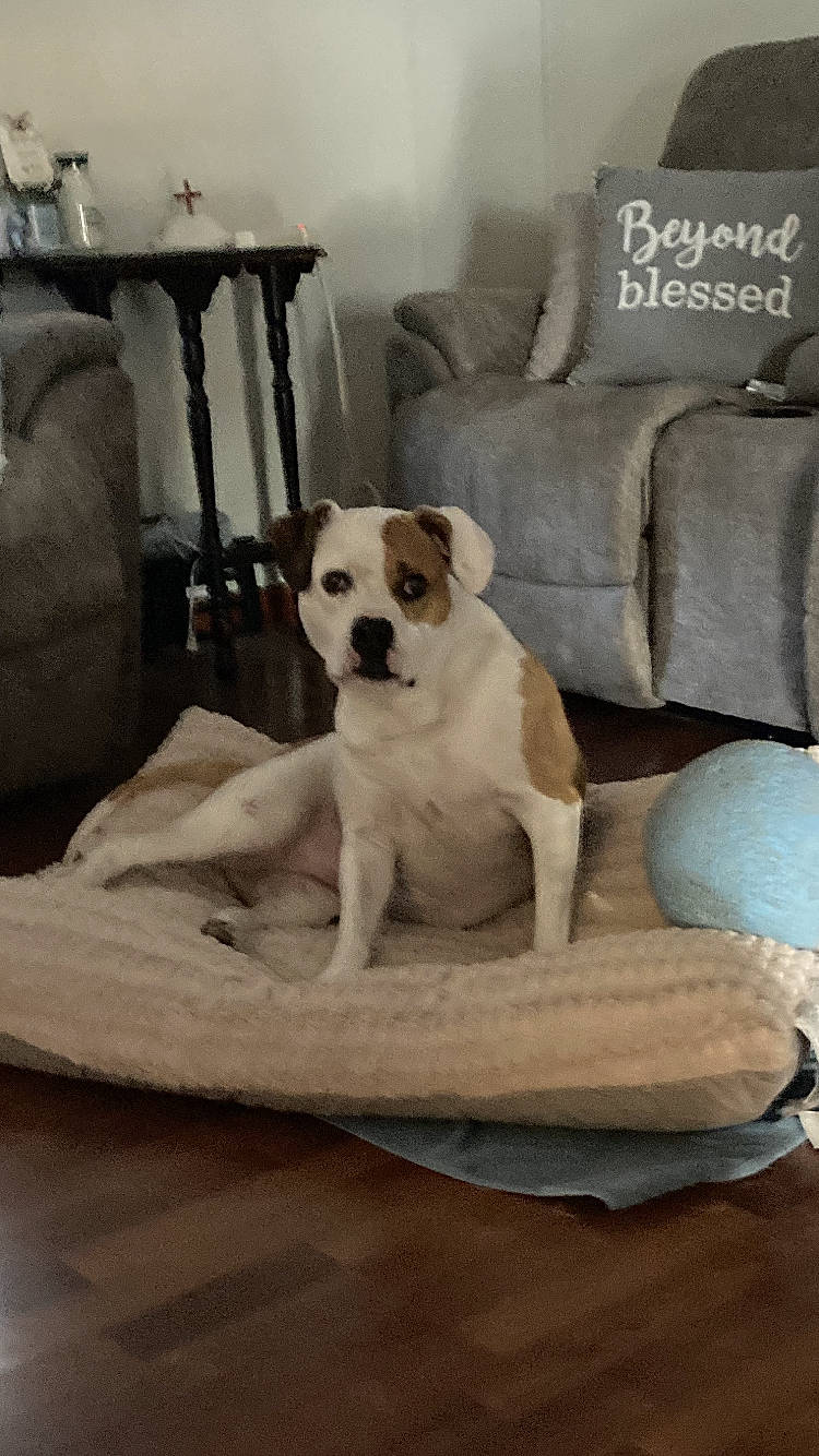 Kizzie is registered to the contest to win money with this photo: carnivore, chair, comfort, companion_dog, couch, dog, dog_breed, dog_supply, fawn, floor, flooring, furniture, hardwood, interior_design, living_room, pet_supply, pillow, snout, studio_couch, working_animal