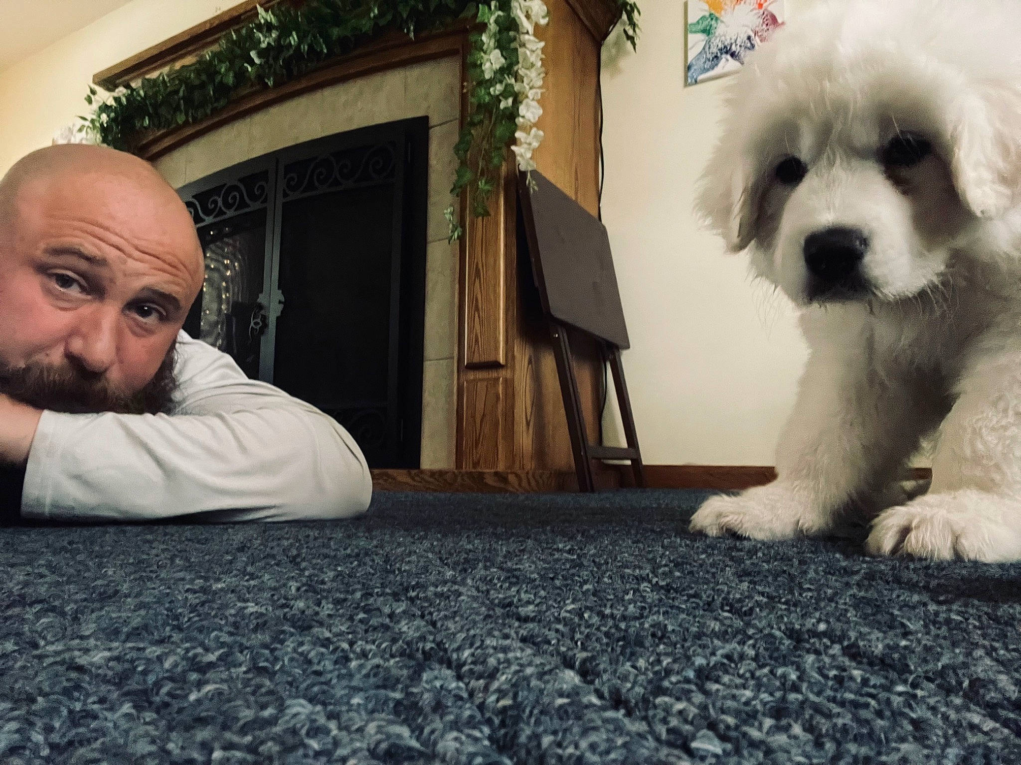 Aries joined the competition — help win amazing prizes! beard, bichon, carnivore, cockapoo, companion_dog, dog, dog_breed, flooring, fur, labradoodle, moustache, poodle, puppy_love, shih_poo, small_terrier, terrier, toy_dog, tree, wood, wrinkle