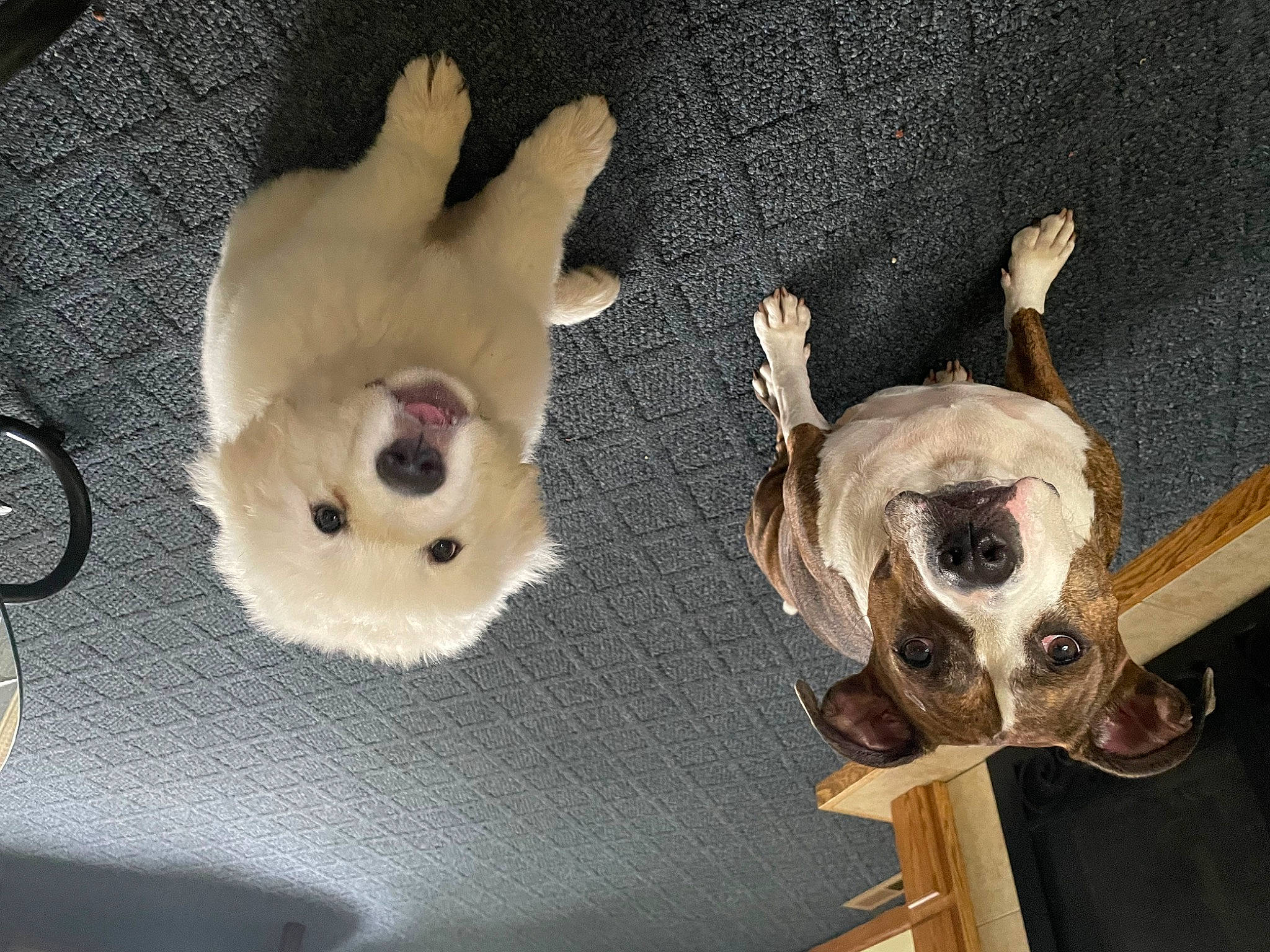 Aries is registered to the contest to win money with this photo: canidae, carnivore, cat, collar, companion_dog, dog, dog_breed, dog_collar, dog_supply, fawn, fur, pet_supply, siamese, skull, snout, sporting_group, tail, toy_dog, whiskers, working_animal