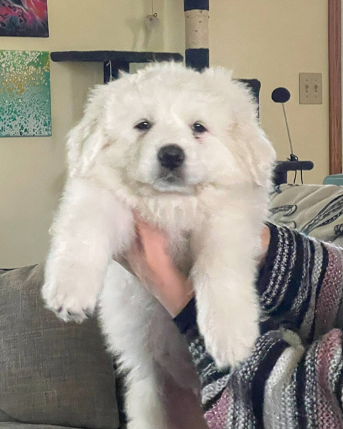 Aries joined the competition — help win amazing prizes! canidae, carnivore, comfort, companion_dog, dog, dog_breed, eye, fashion_design, fur, head, labradoodle, maltepoo, non_sporting_group, sitting, small_terrier, snout, sporting_group, terrier, toy_dog, working_animal