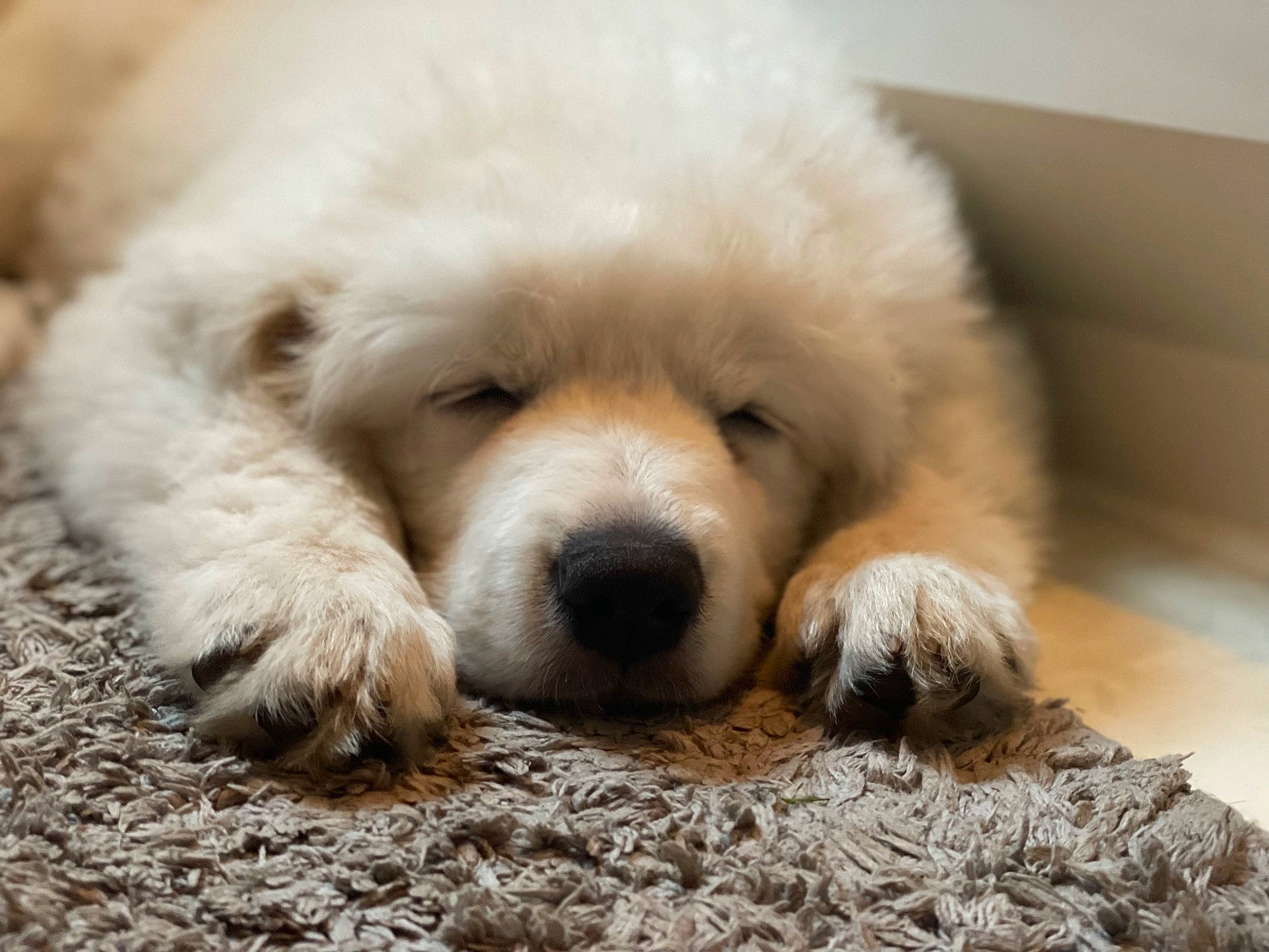 Aries joined the competition — help win amazing prizes! ancient_dog_breeds, bored, canidae, carnivore, companion_dog, dog, dog_breed, dog_supply, fawn, fur, maltepoo, non_sporting_group, puppy, puppy_love, snout, sporting_group, terrestrial_animal, toy_dog, whiskers, working_animal