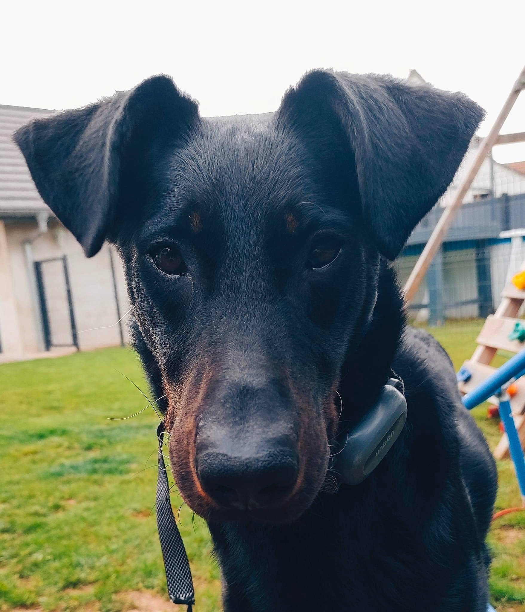 Layka participe au concours pour gagner de l'argent avec cette photo : borador, canidae, carnivore, collar, companion_dog, dog, dog_breed, electric_blue, fawn, grass, guard_dog, hunting_dog, pet_supply, plant, snout, sporting_group, whiskers, window, working_animal, working_dog