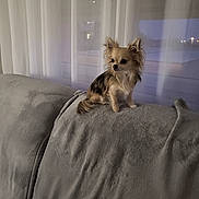 Rita a rejoint le concours — aidez-le/la à gagner de superbes lots ! dog, small_dog, chihuahua, couch, gray_couch, indoor, curtains, window, pet, fur, ears, sitting, side_view, cozy, home, evening, calm, quiet, furniture, domestic_animal