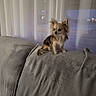 dog, small_dog, chihuahua, couch, gray_couch, indoor, curtains, window, pet, fur, ears, sitting, side_view, cozy, home, evening, calm, quiet, furniture, domestic_animal