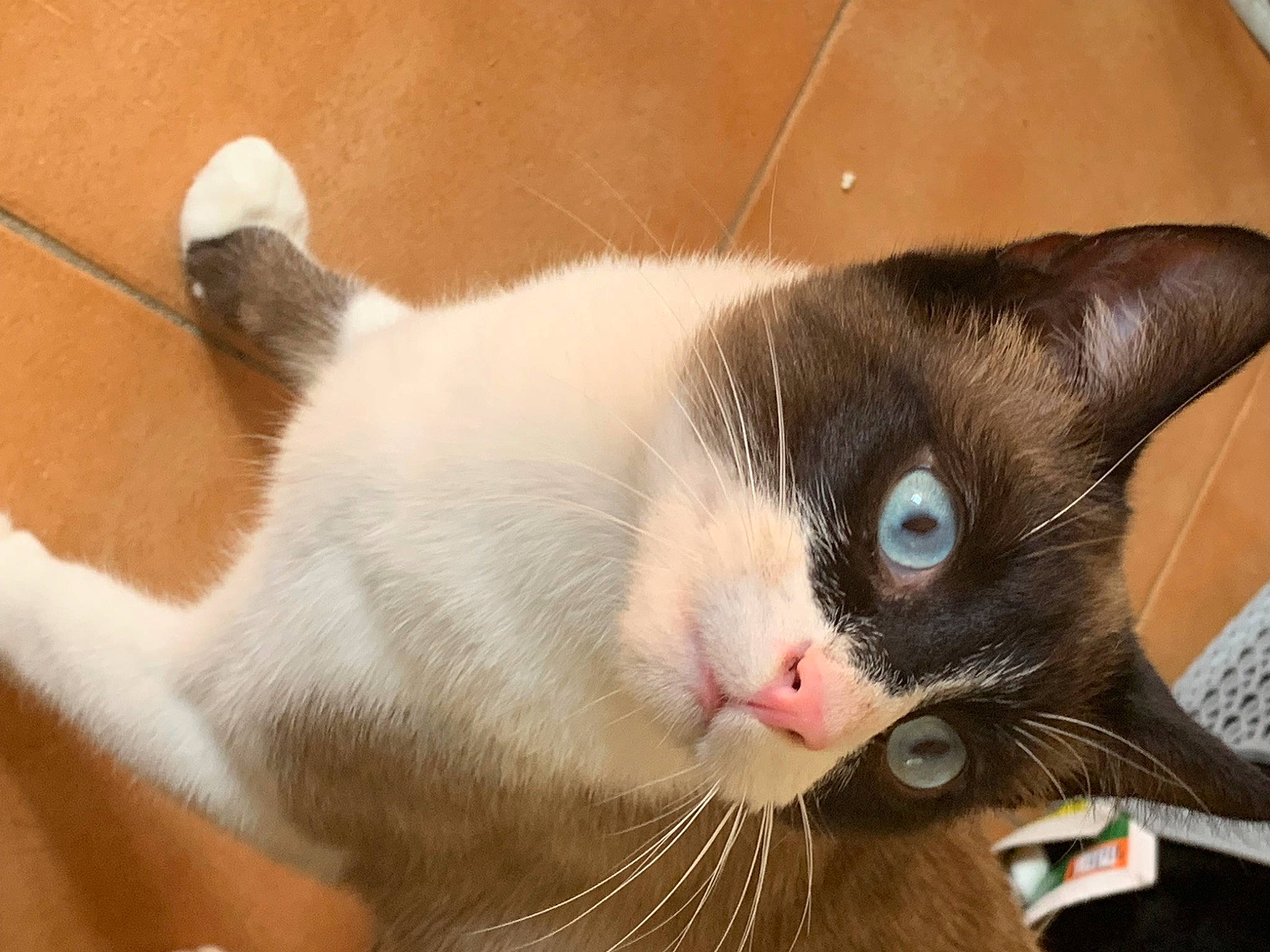 Tiamo a rejoint le concours — aidez-le/la à gagner de superbes lots ! carnivore, cat, comfort, domestic_short_haired_cat, ear, eye, felidae, fur, head, paw, small_to_medium_sized_cats, tail, whiskers