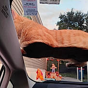 Garfield is registered to the contest to win money with this photo: animal, background, car, cat, curious, daytime, domestic, feline, glass, house, orange_tabby, outdoor, pet, shadow, sideview, sky, tree, vehicle, window, windshield