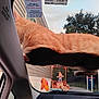 animal, background, car, cat, curious, daytime, domestic, feline, glass, house, orange_tabby, outdoor, pet, shadow, sideview, sky, tree, vehicle, window, windshield