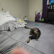 George joined the competition — help win amazing prizes! bed, blanket, bottle, cat, clutter, curtain, fan, furniture, gray_bedspread, indoor, lamp, mirror, nightstand, pet, pillow, relaxed, remote_control, room, soft_lighting, tabby_cat