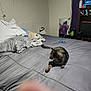 bed, blanket, bottle, cat, clutter, curtain, fan, furniture, gray_bedspread, indoor, lamp, mirror, nightstand, pet, pillow, relaxed, remote_control, room, soft_lighting, tabby_cat