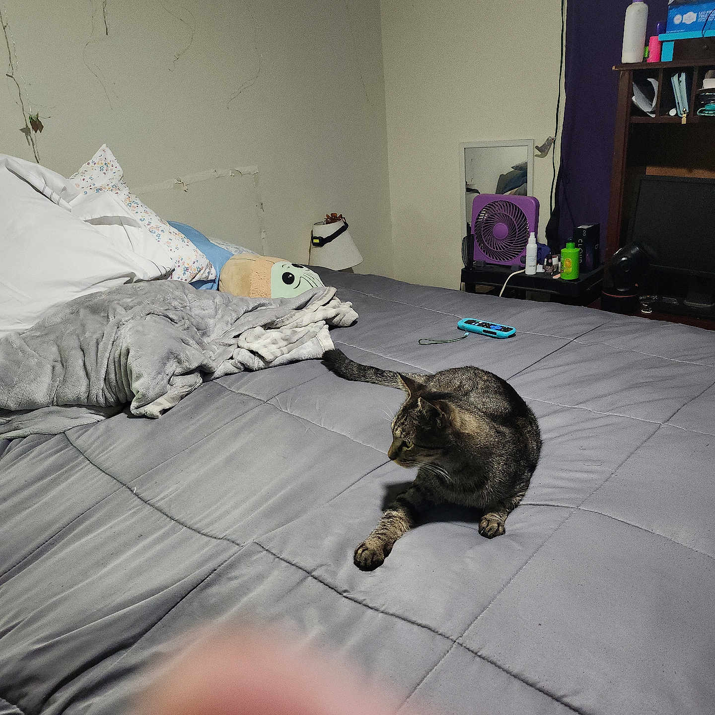 George joined the competition — help win amazing prizes! bed, blanket, bottle, cat, clutter, curtain, fan, furniture, gray_bedspread, indoor, lamp, mirror, nightstand, pet, pillow, relaxed, remote_control, room, soft_lighting, tabby_cat