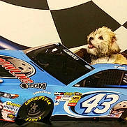Paisley joined the competition — help win amazing prizes! blue_car, bowling_pin, bowling_theme, checkered_background, dog, fur, goodyear, indoor, number_43, pet_bed, playful, portrait, puppy, race_car, seat, sponsor_sticker, tire, tongue_out, toy_car, wall_decor
