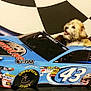 blue_car, bowling_pin, bowling_theme, checkered_background, dog, fur, goodyear, indoor, number_43, pet_bed, playful, portrait, puppy, race_car, seat, sponsor_sticker, tire, tongue_out, toy_car, wall_decor