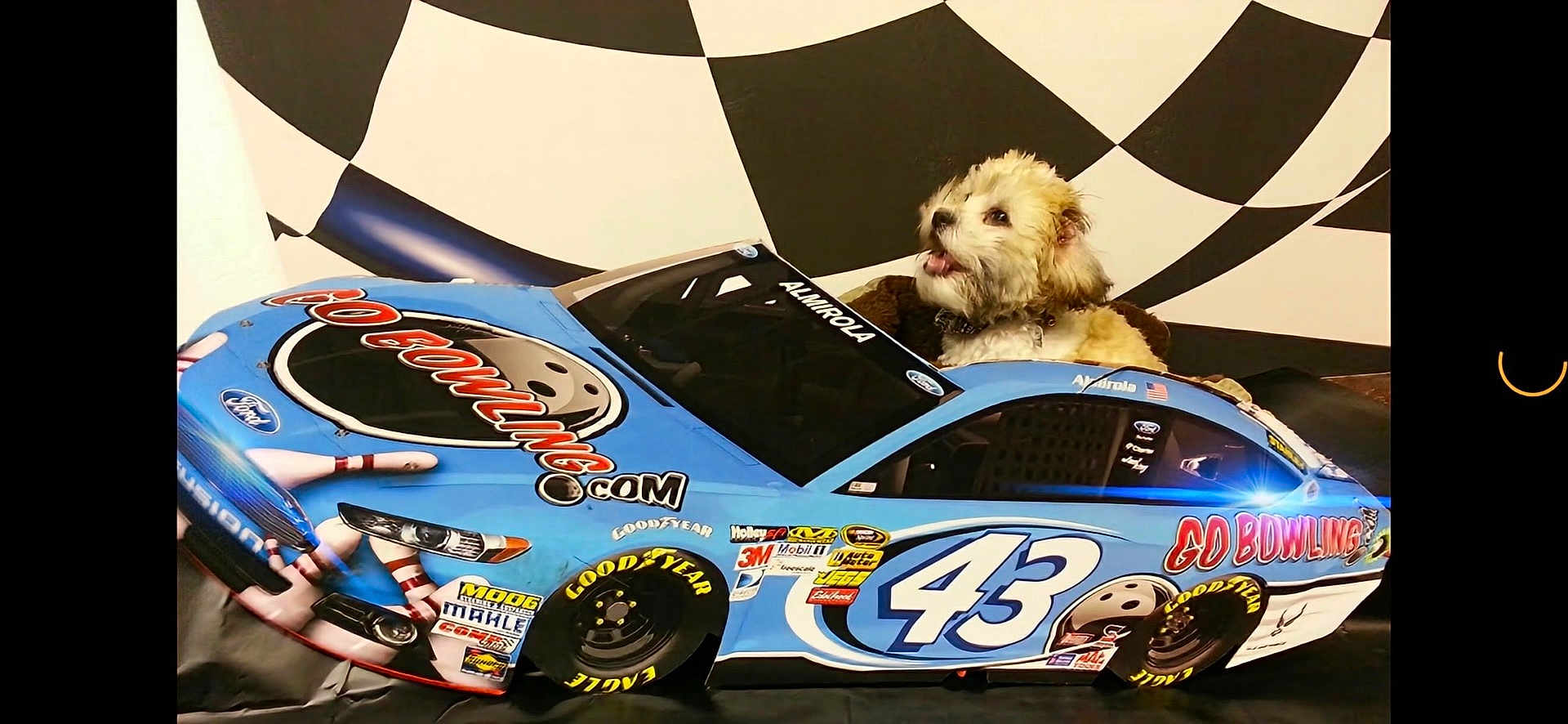 Paisley joined the competition — help win amazing prizes! blue_car, bowling_pin, bowling_theme, checkered_background, dog, fur, goodyear, indoor, number_43, pet_bed, playful, portrait, puppy, race_car, seat, sponsor_sticker, tire, tongue_out, toy_car, wall_decor
