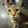 Rockie joined the competition — help win amazing prizes! cat, tabby, pet, animal, close_up, face, eyes, ears, whiskers, nose, fur, striped, standing, indoors, kitchen, floor, food, bowl, curious, portrait