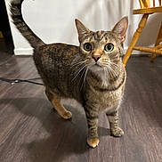 Rockie joined the competition — help win amazing prizes! cat, tabby_cat, pet, animal, standing, wide_eyes, green_eyes, striped_fur, whiskers, curled_tail, indoors, wooden_floor, chair, furniture, home, portrait, close_up, alert, cute, photography