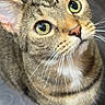 Rockie joined the competition — help win amazing prizes! cat, tabby, pet, animal, close_up, portrait, face, eyes, green_eyes, whiskers, nose, pink_nose, fur, striped_fur, ears, muzzle, indoor, looking_at_camera, cute, funny