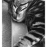 Frida participe au concours pour gagner de l'argent avec cette photo : cat, tabby, sleeping, remote_control, paw, close_up, feline, striped, rest, couch, texture, indoor, relaxation, whiskers, fur, nap, domestic_animal, pet, black_and_white, closeup