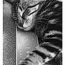 cat, tabby, sleeping, remote_control, paw, close_up, feline, striped, rest, couch, texture, indoor, relaxation, whiskers, fur, nap, domestic_animal, pet, black_and_white, closeup