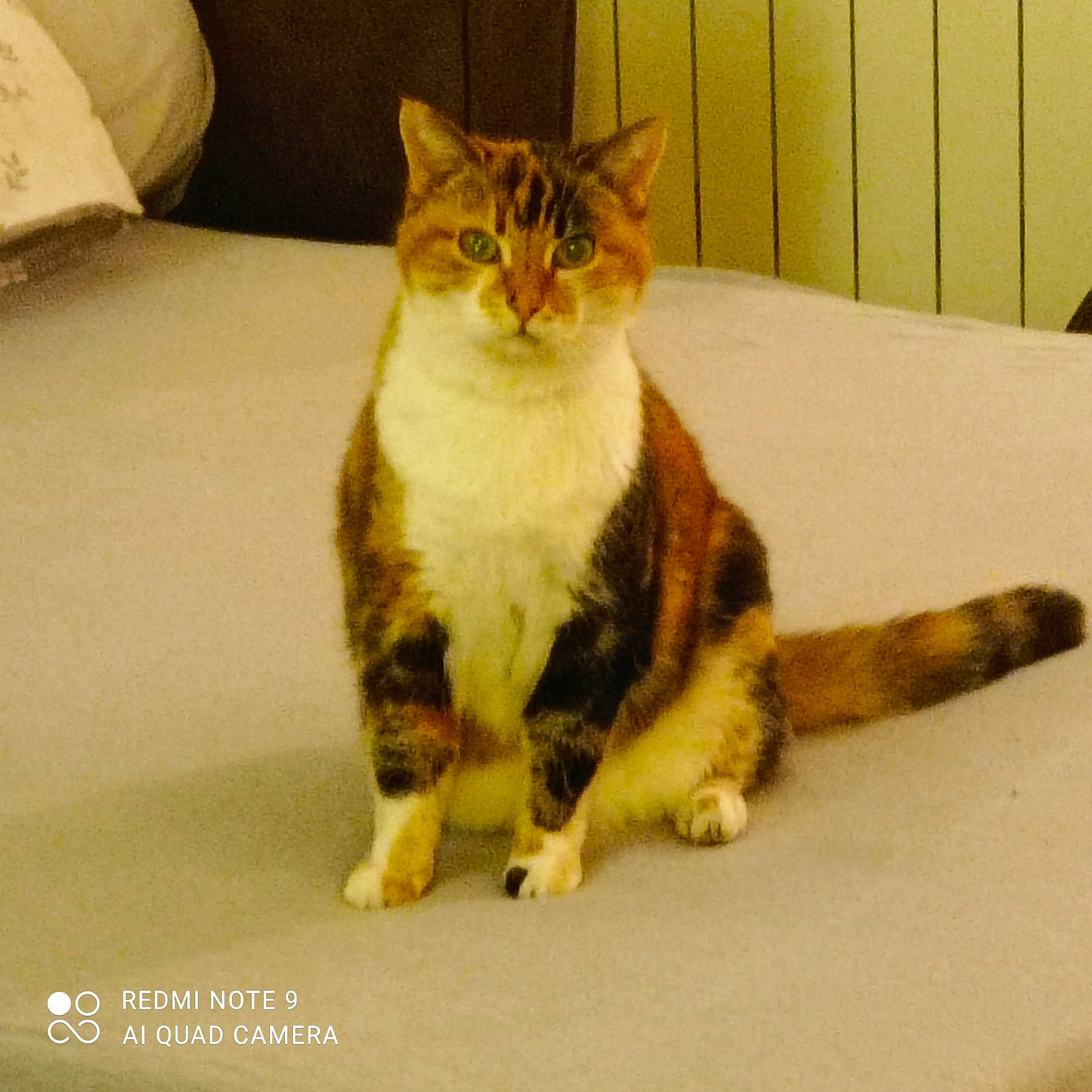 Noisette a rejoint le concours — aidez-le/la à gagner de superbes lots ! carnivore, cat, claw, comfort, domestic_short_haired_cat, eye, fawn, felidae, fur, paw, photo_caption, pillow, sitting, small_to_medium_sized_cats, snout, tail, terrestrial_animal, whiskers, wildlife, window