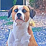 Spaykie a rejoint le concours — aidez-le/la à gagner de superbes lots ! animal, backyard, boxer_dog, brown_and_white, chair, dog, fence, floppy_ears, gravel, greenery, looking_at_camera, outdoors, patio, pet, portrait, serious_expression, short_hair, sitting, smartphone_screenshot, trees