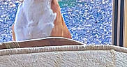 Spaykie a rejoint le concours — aidez-le/la à gagner de superbes lots ! alert, animal, boxer, brown_and_white, dog, doorway, floppy_ears, furniture, garden, gravel, greenery, looking_at_camera, outdoors, pet, portrait, short_hair, sitting, smartphone_screenshot, wide_eyes, window