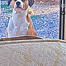alert, animal, boxer, brown_and_white, dog, doorway, floppy_ears, furniture, garden, gravel, greenery, looking_at_camera, outdoors, pet, portrait, short_hair, sitting, smartphone_screenshot, wide_eyes, window