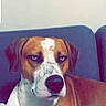 Spaykie participe au concours pour gagner de l'argent avec cette photo : animal, blanket, boxer_dog, brown_and_white, close_up, couch, dark_eyes, dog, floppy_ears, furniture, home, indoors, large_nose, living_room, lying_down, pet, portrait, relaxed, short_hair, staring