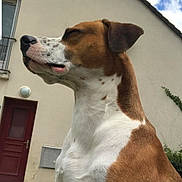 Spaykie participe au concours pour gagner de l'argent avec cette photo : brown_and_white, brown_fur, building, canine, clouds, daylight, dog, door, floppy_ears, house, low_angle, outdoors, pet, portrait, short_hair, sky, standing, white_chest, window, yard